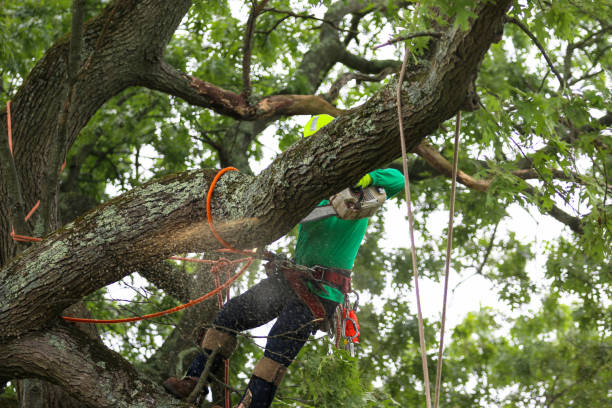 How Our Tree Care Process Works  in  Burton, MI